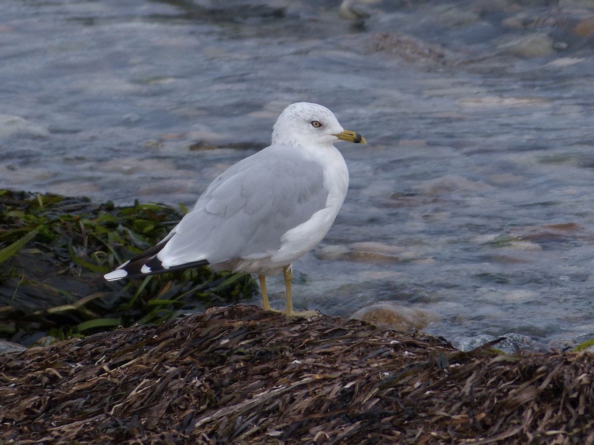 Ring-billed Gull - ML640503703