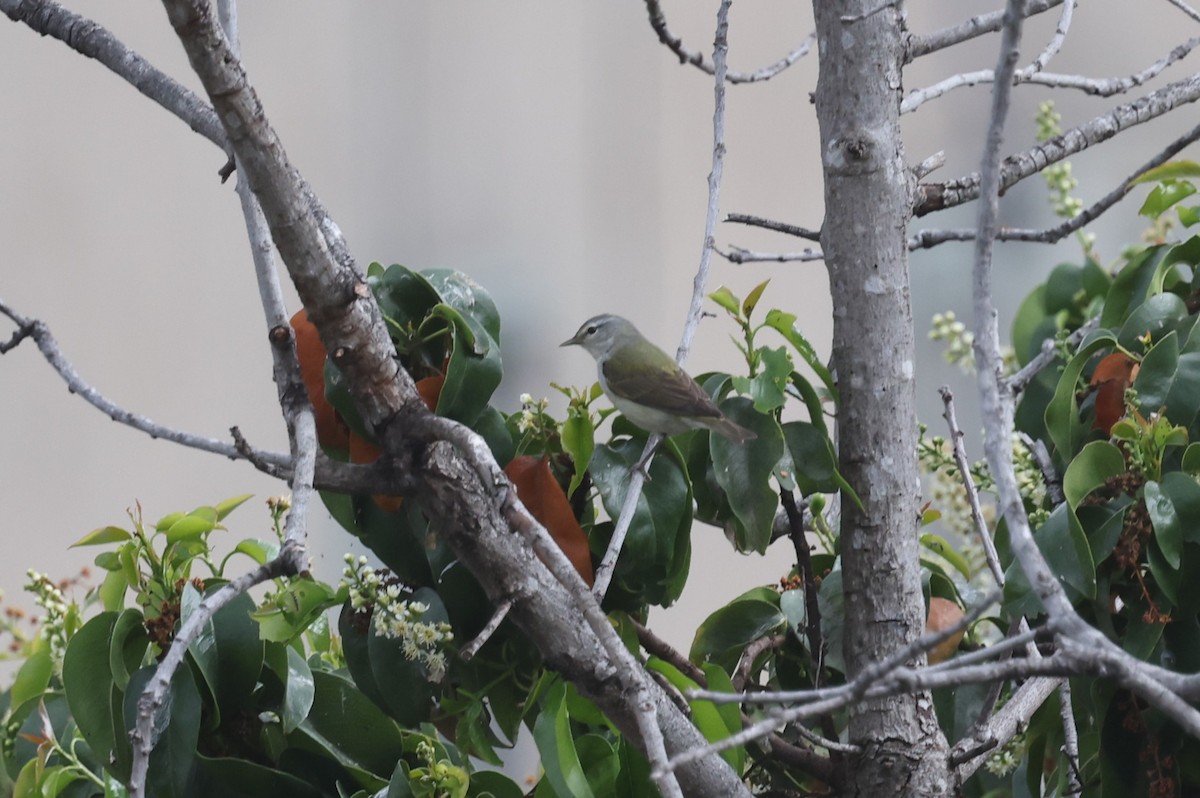 Tennessee Warbler - ML640503738