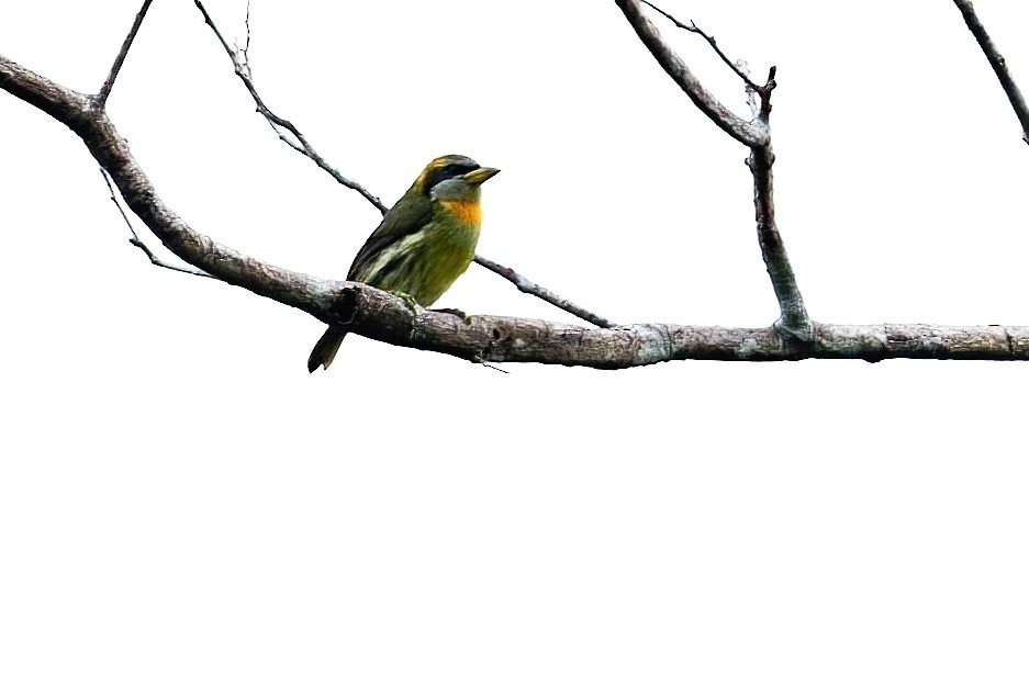 Lemon-throated Barbet - ML640503756