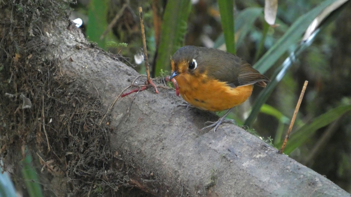 Leymebamba Antpitta - ML640503758