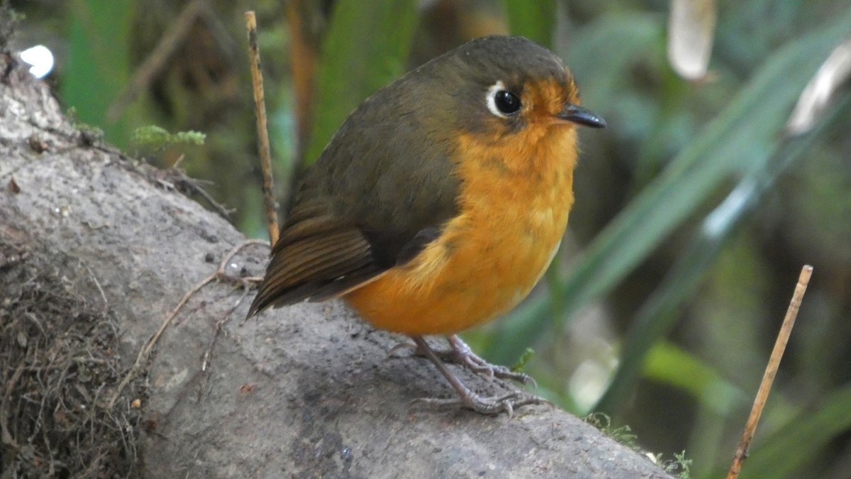 Leymebamba Antpitta - ML640503759