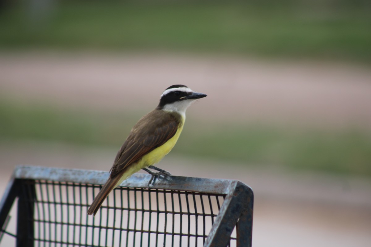 Great Kiskadee - ML640503772