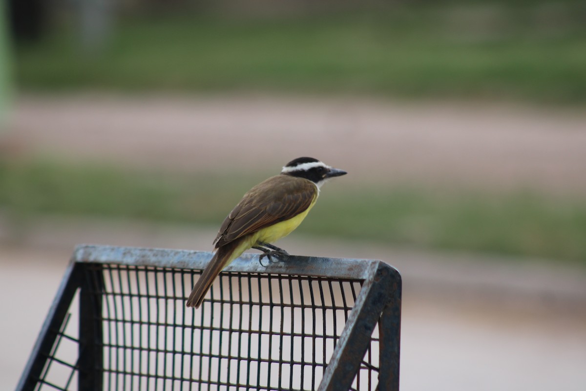 Great Kiskadee - ML640503773
