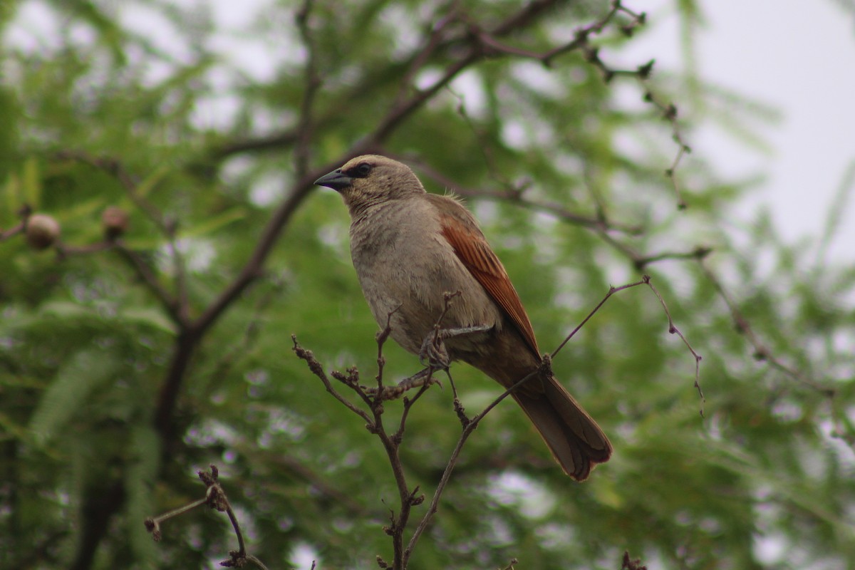Grayish Baywing - ML640503780