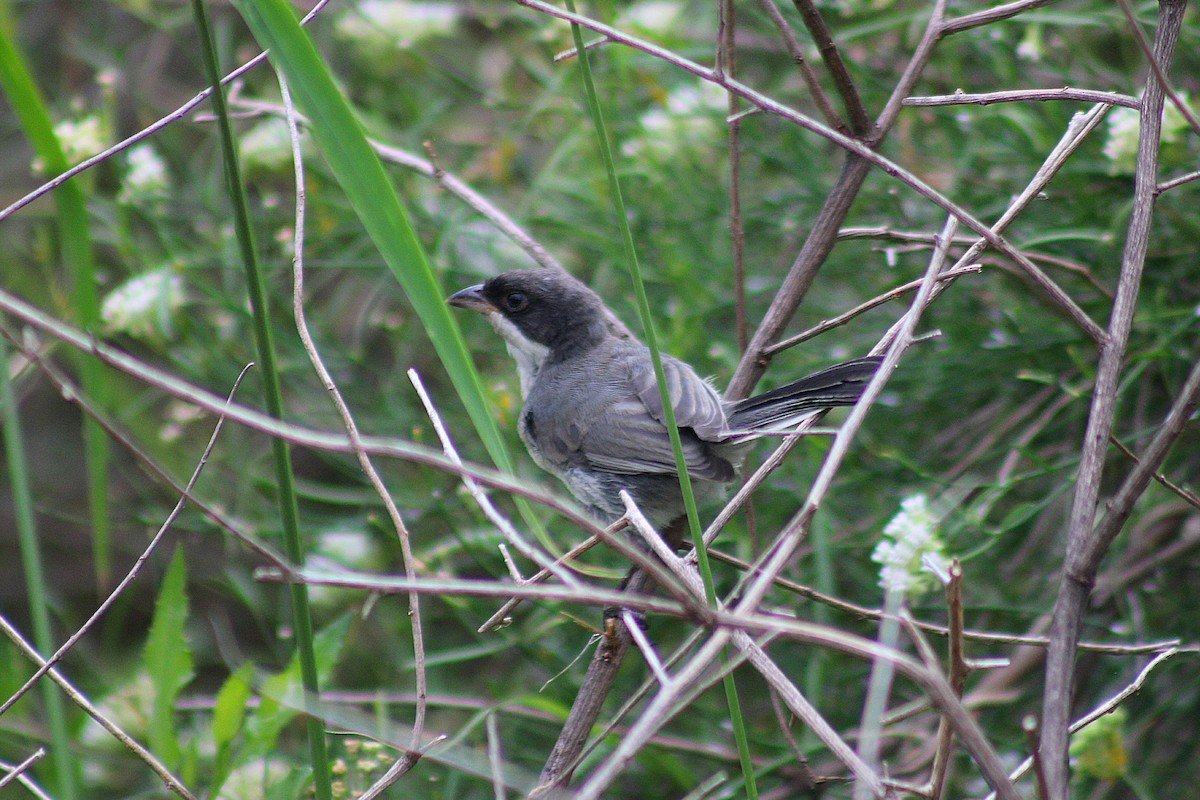 Black-capped Warbling Finch - ML640503858