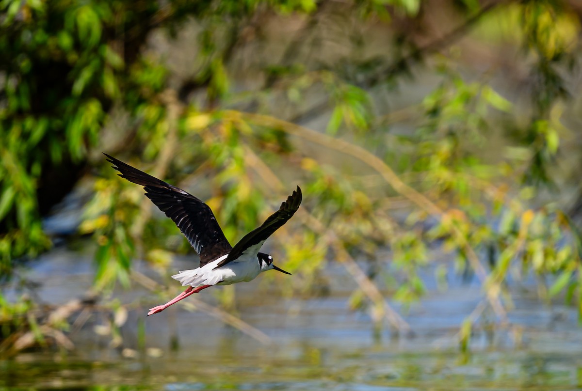 Black-necked Stilt - ML640503934