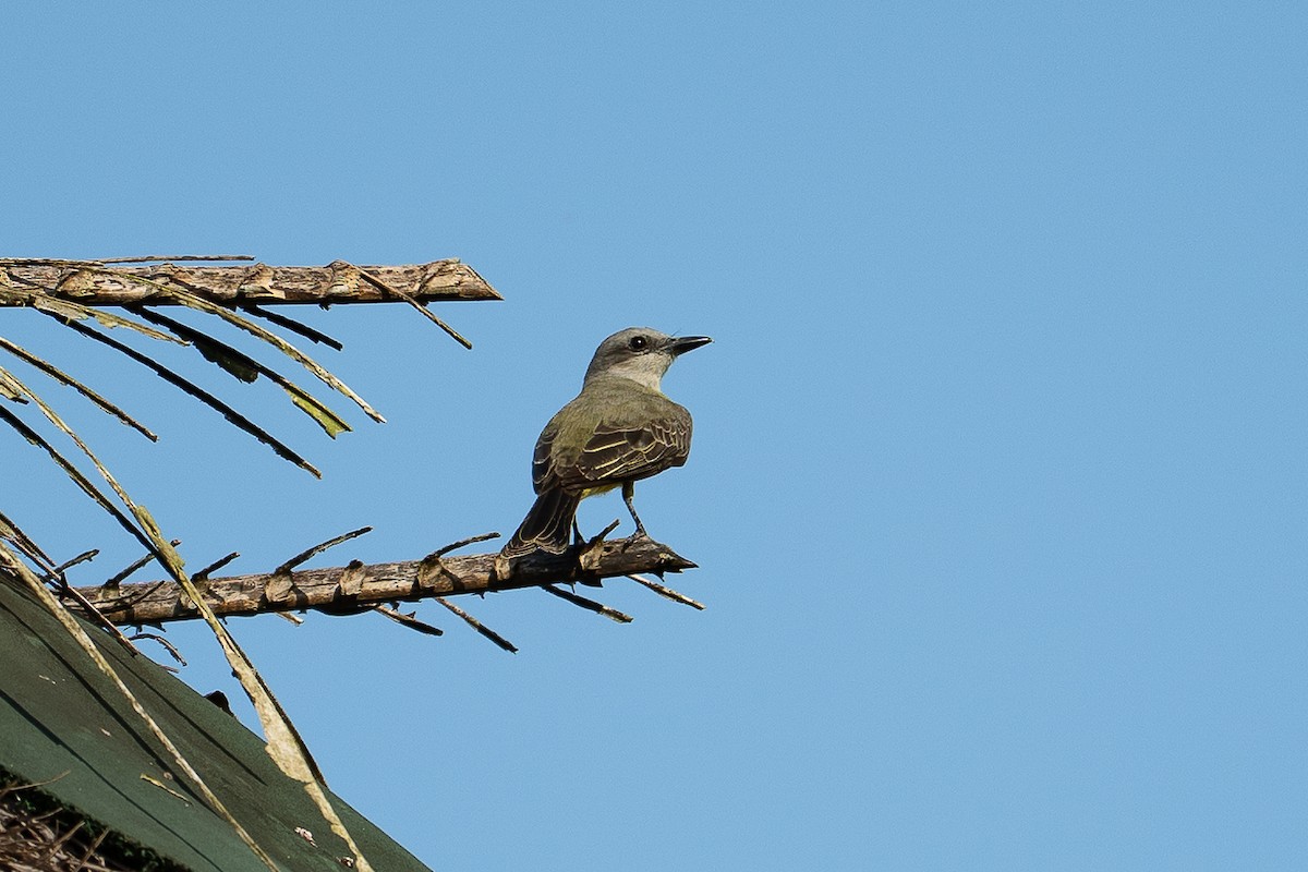 Tropical Kingbird - ML640503941