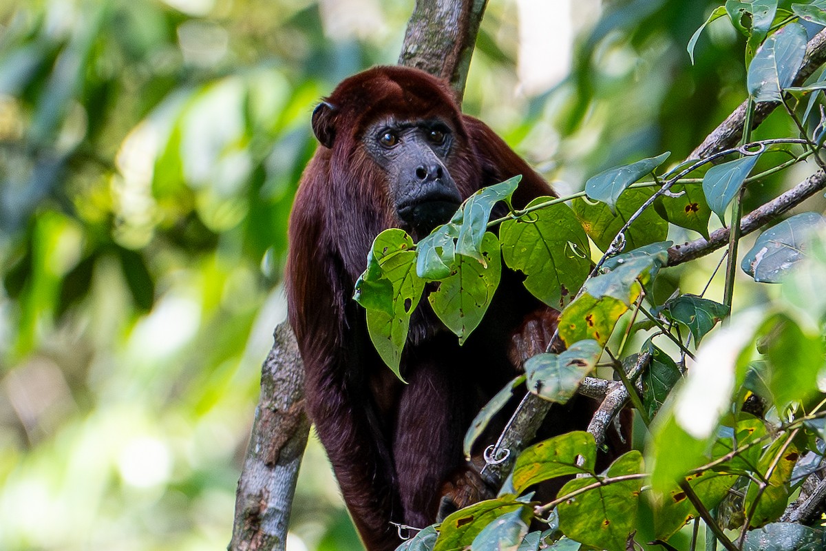 動物界 - ML640503963