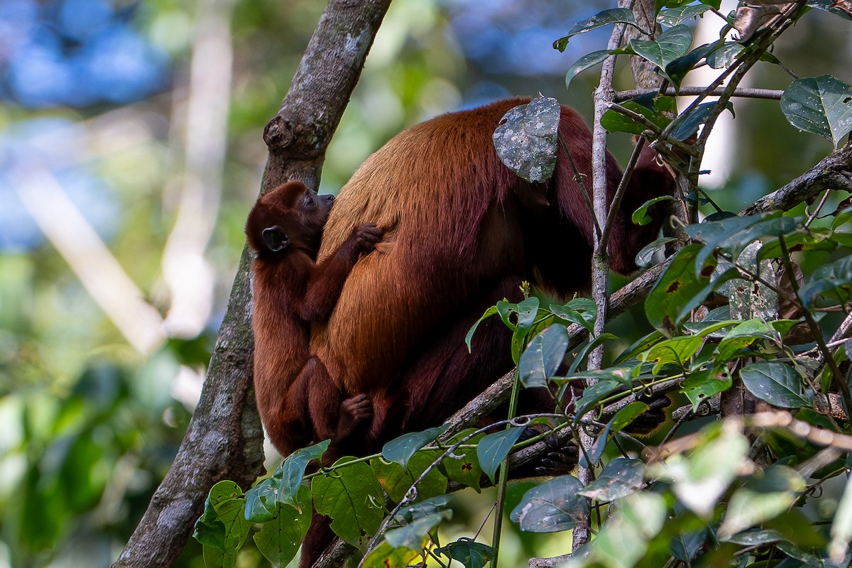 動物界 - ML640503964