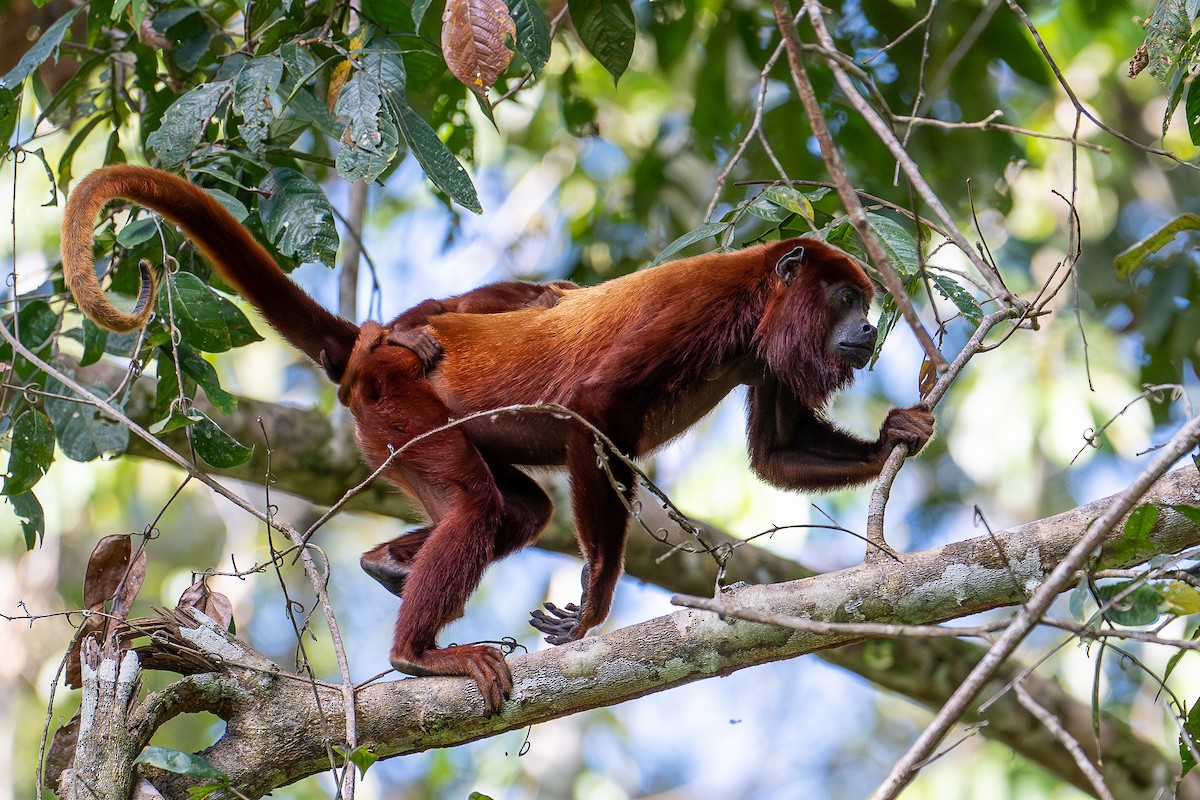 動物界 - ML640503965