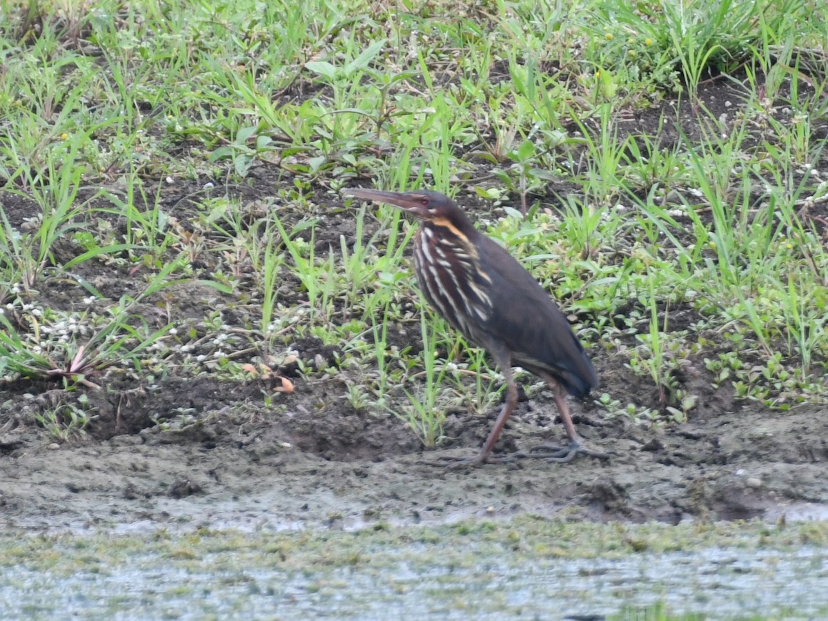 Black Bittern - ML640503994