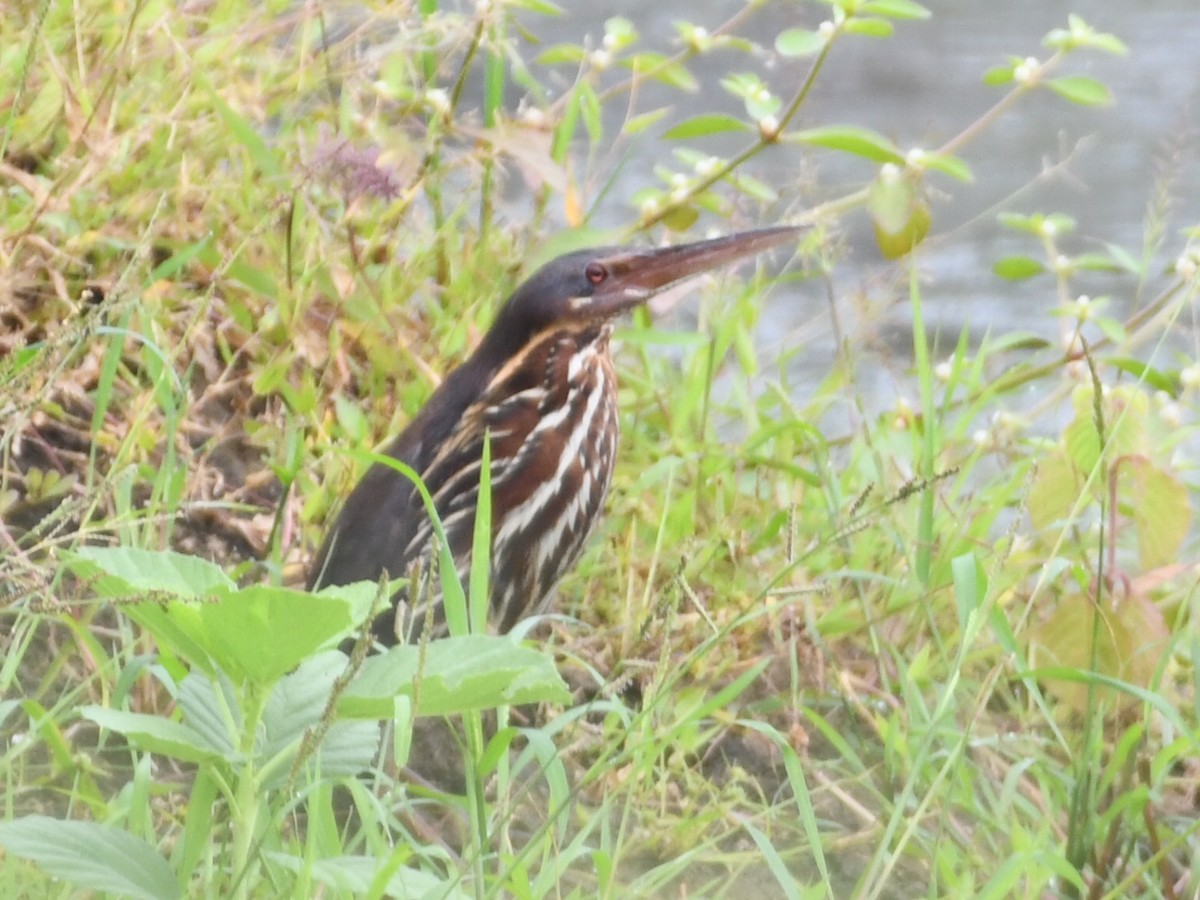 Black Bittern - ML640503995