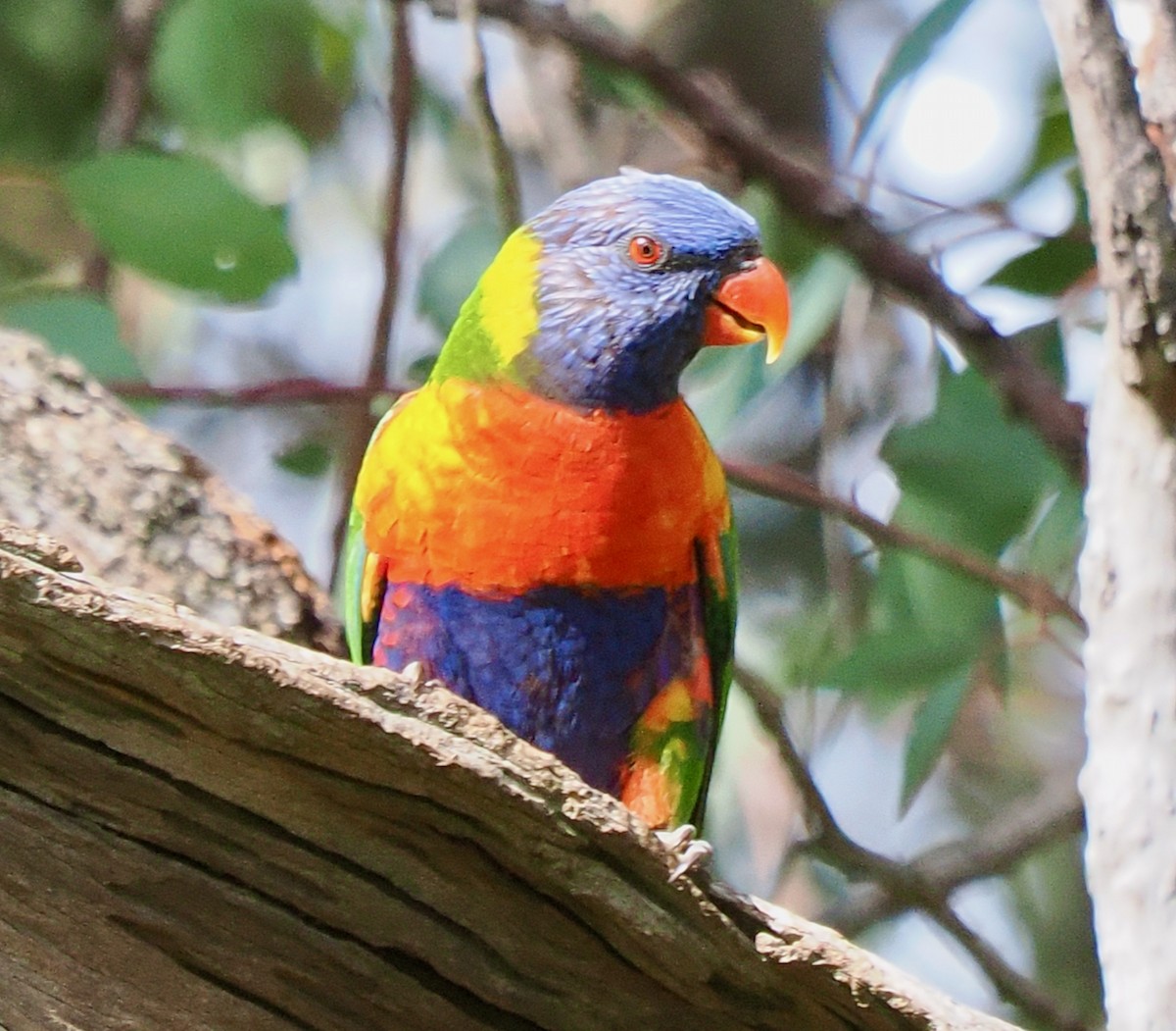 Rainbow Lorikeet - ML640503999