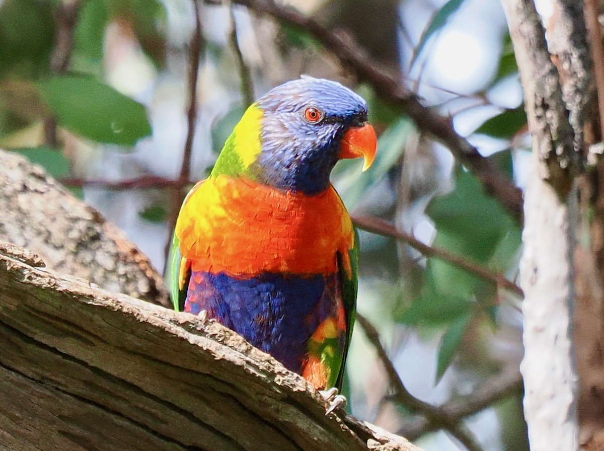 Rainbow Lorikeet - ML640504000