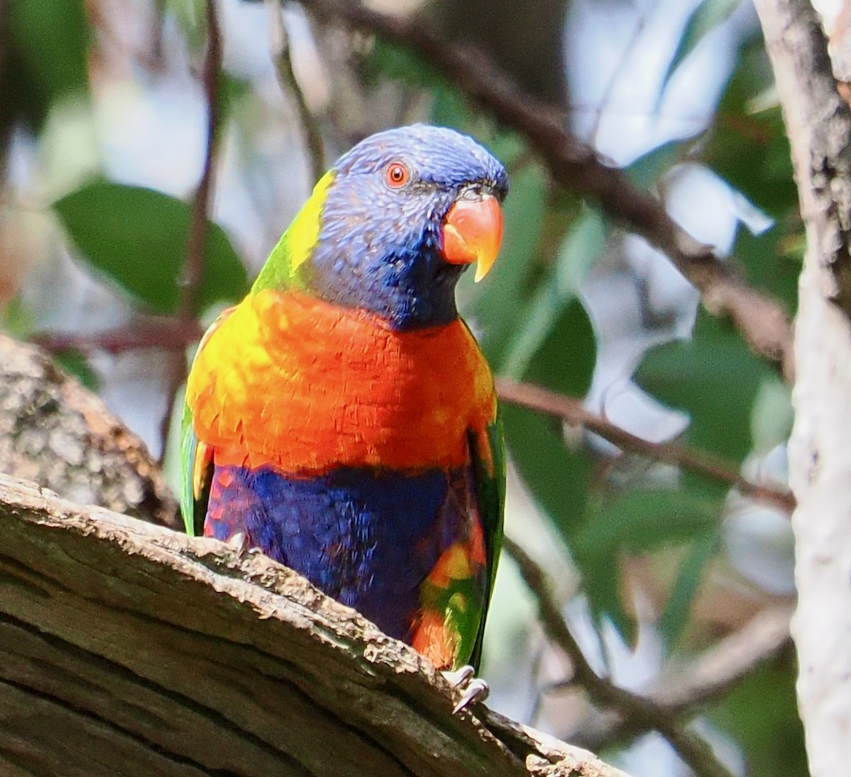 Rainbow Lorikeet - ML640504001