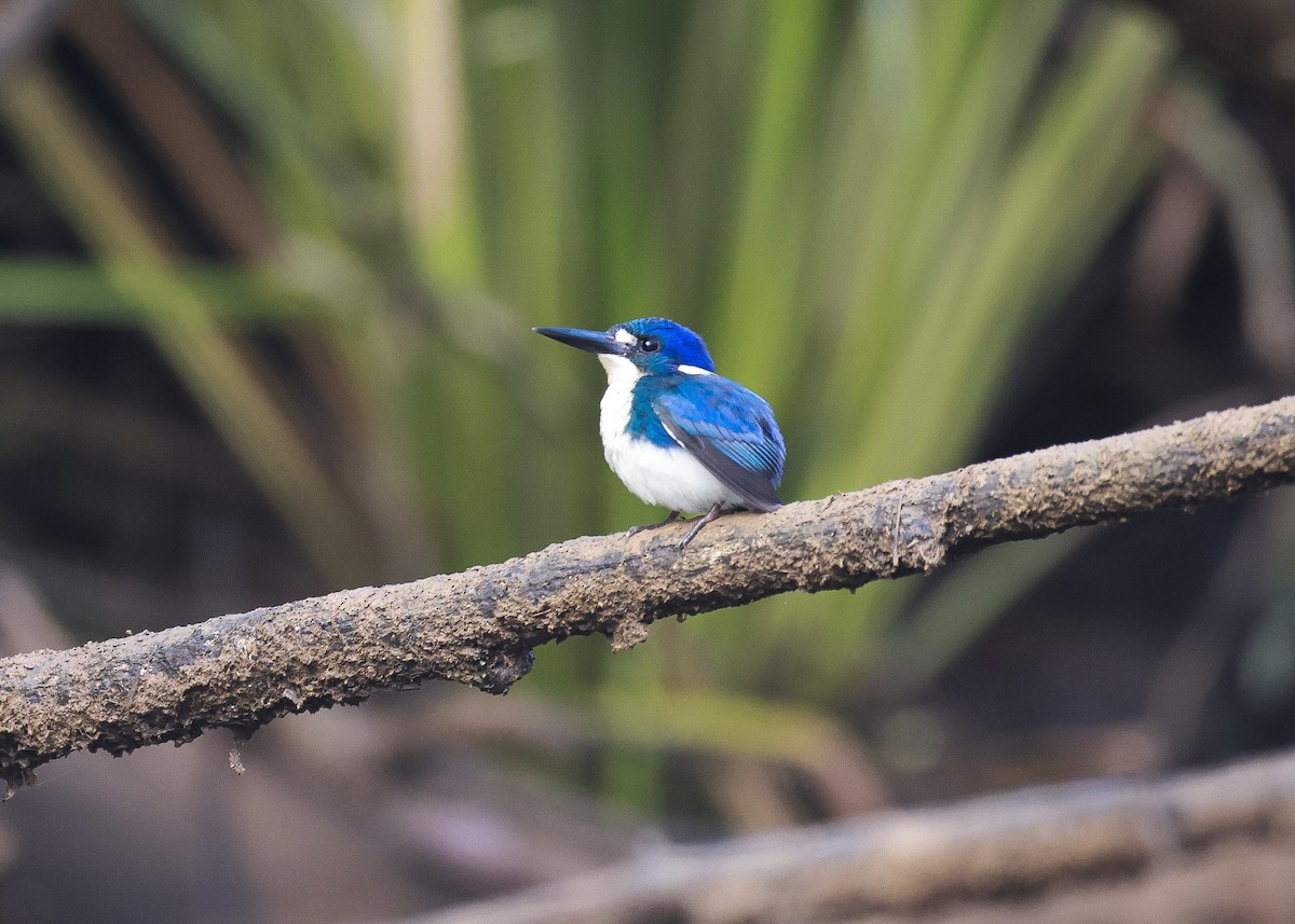 Little Kingfisher - ML640504049