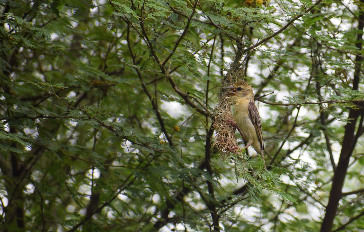 Baya Weaver - ML640504124