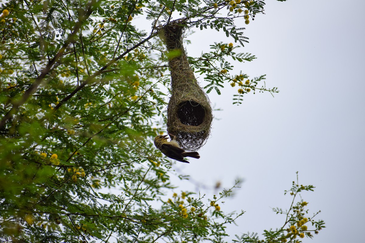 Baya Weaver - ML640504125