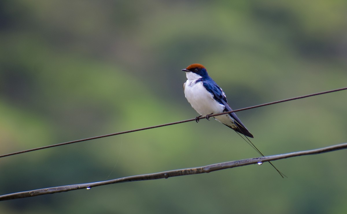 Wire-tailed Swallow - ML640504137