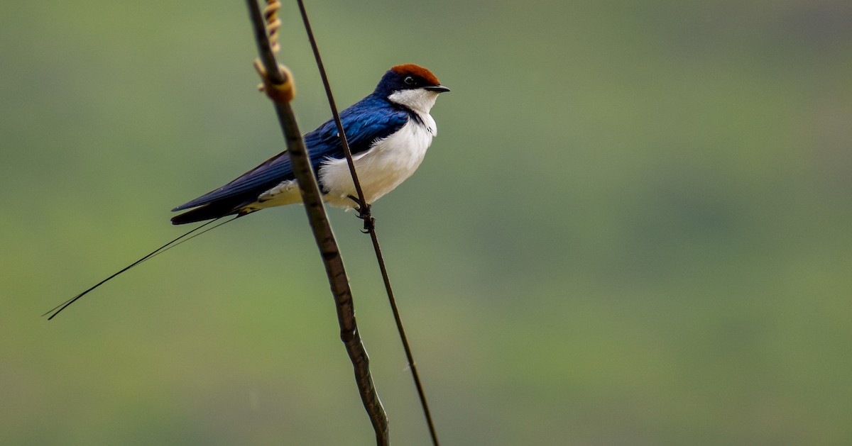 Wire-tailed Swallow - ML640504138