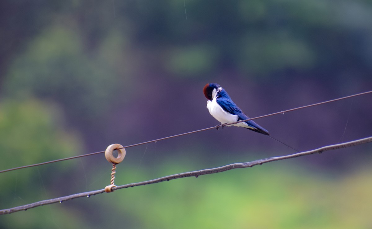 Wire-tailed Swallow - ML640504139