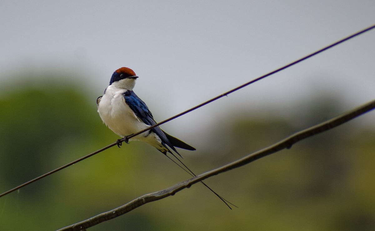 Wire-tailed Swallow - ML640504140