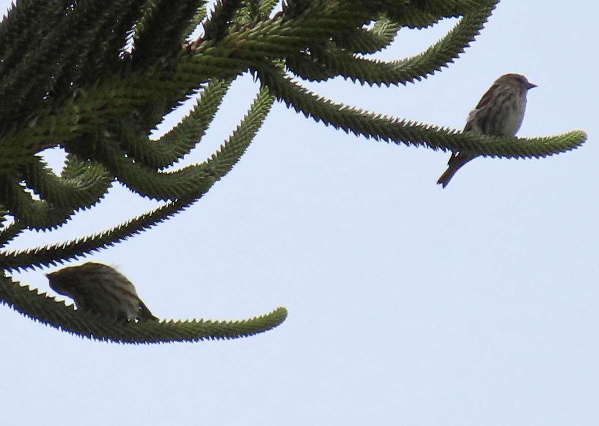 Pine Siskin - ML640504145
