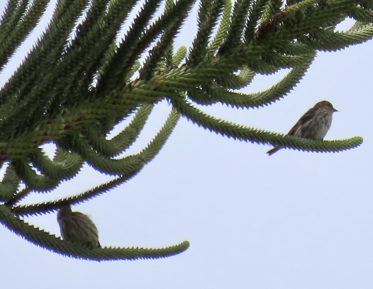Pine Siskin - ML640504147