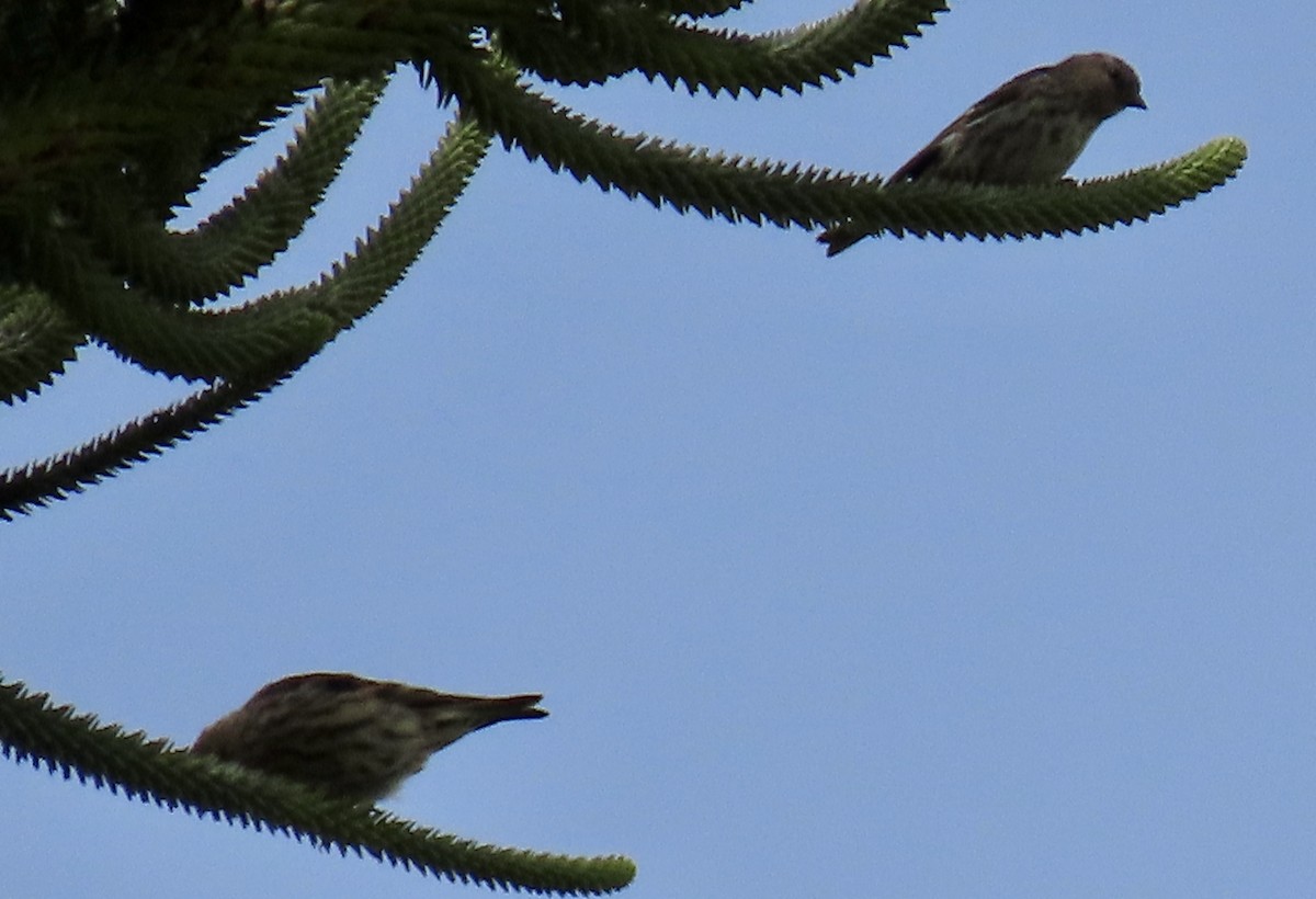 Pine Siskin - ML640504166