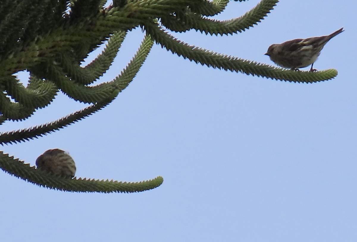 Pine Siskin - ML640504167