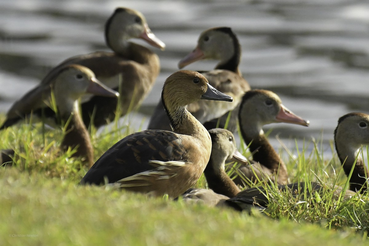 Fulvous Whistling-Duck - ML640504233
