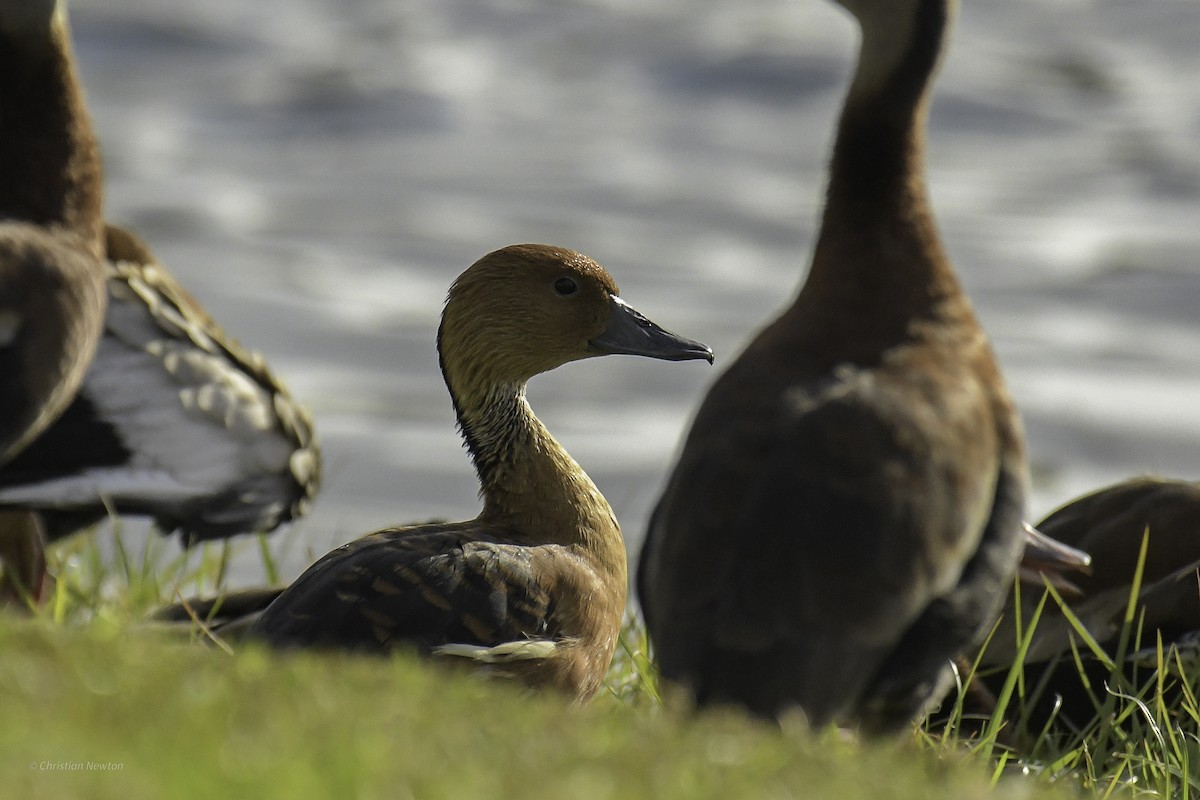 Fulvous Whistling-Duck - ML640504234