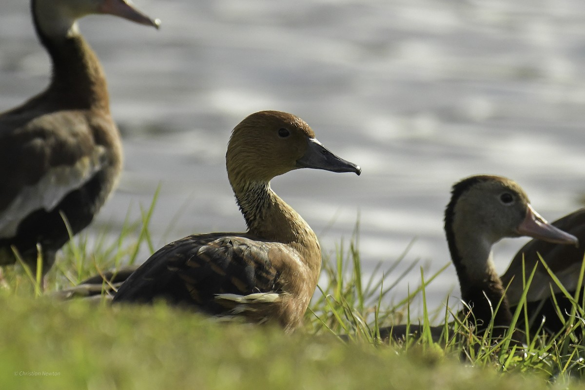 Fulvous Whistling-Duck - ML640504235