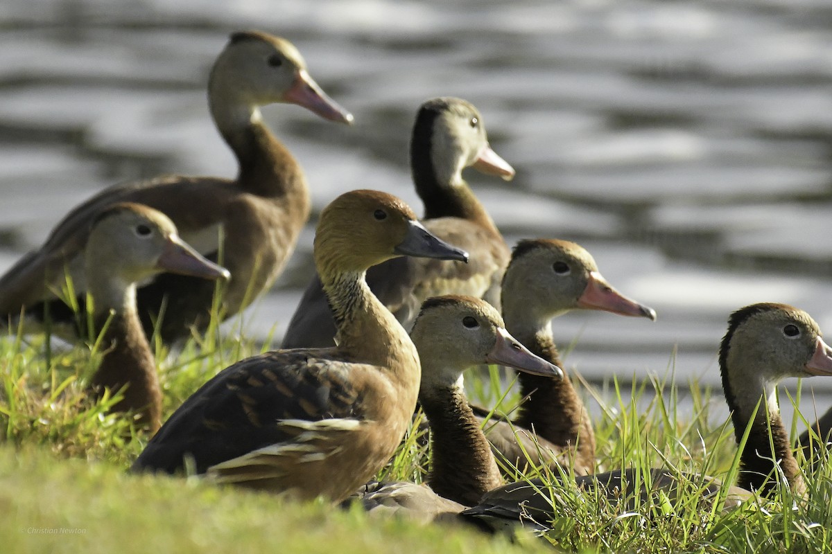 Fulvous Whistling-Duck - ML640504236