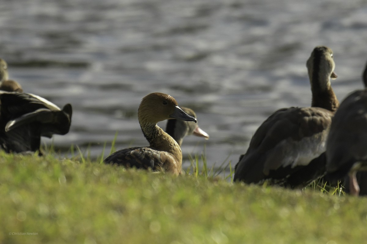 Fulvous Whistling-Duck - ML640504240