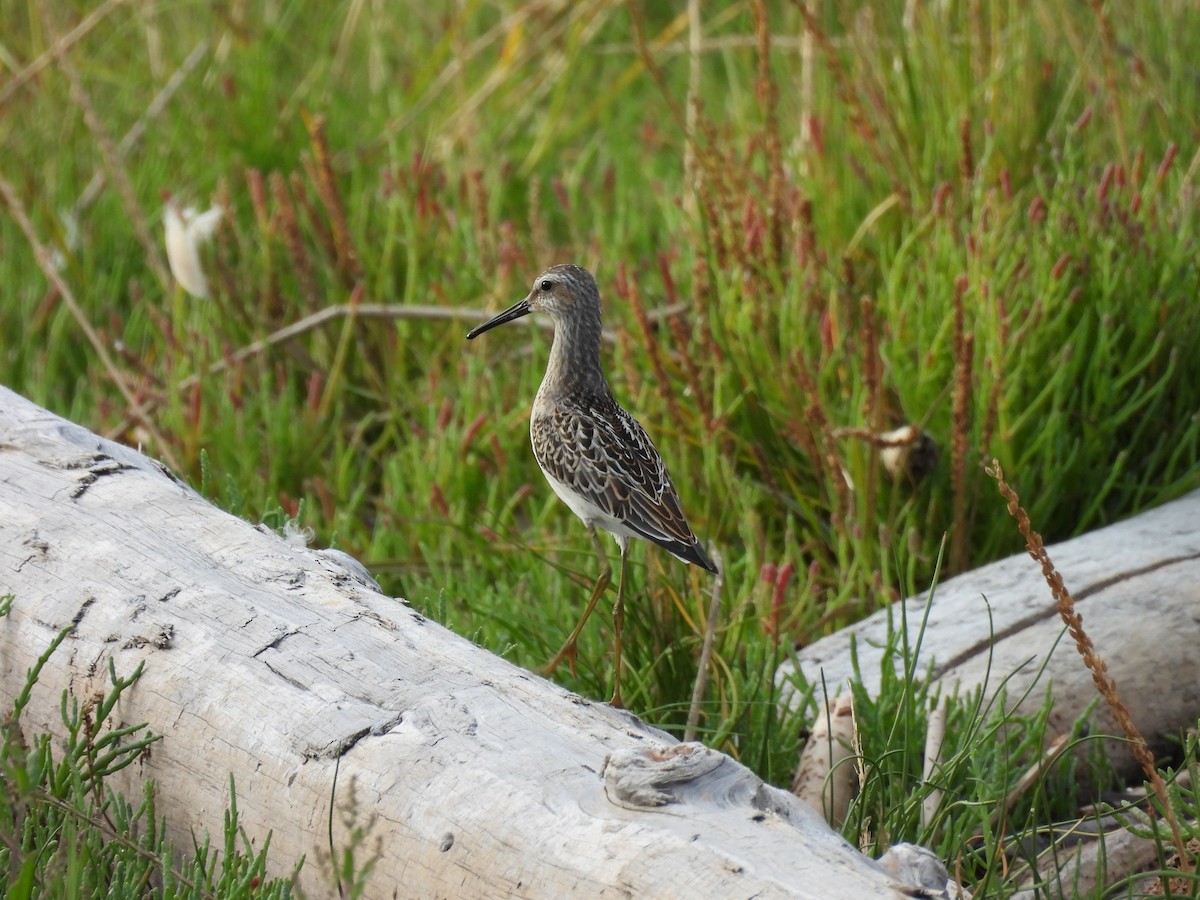 高蹺濱鷸 - ML640504341