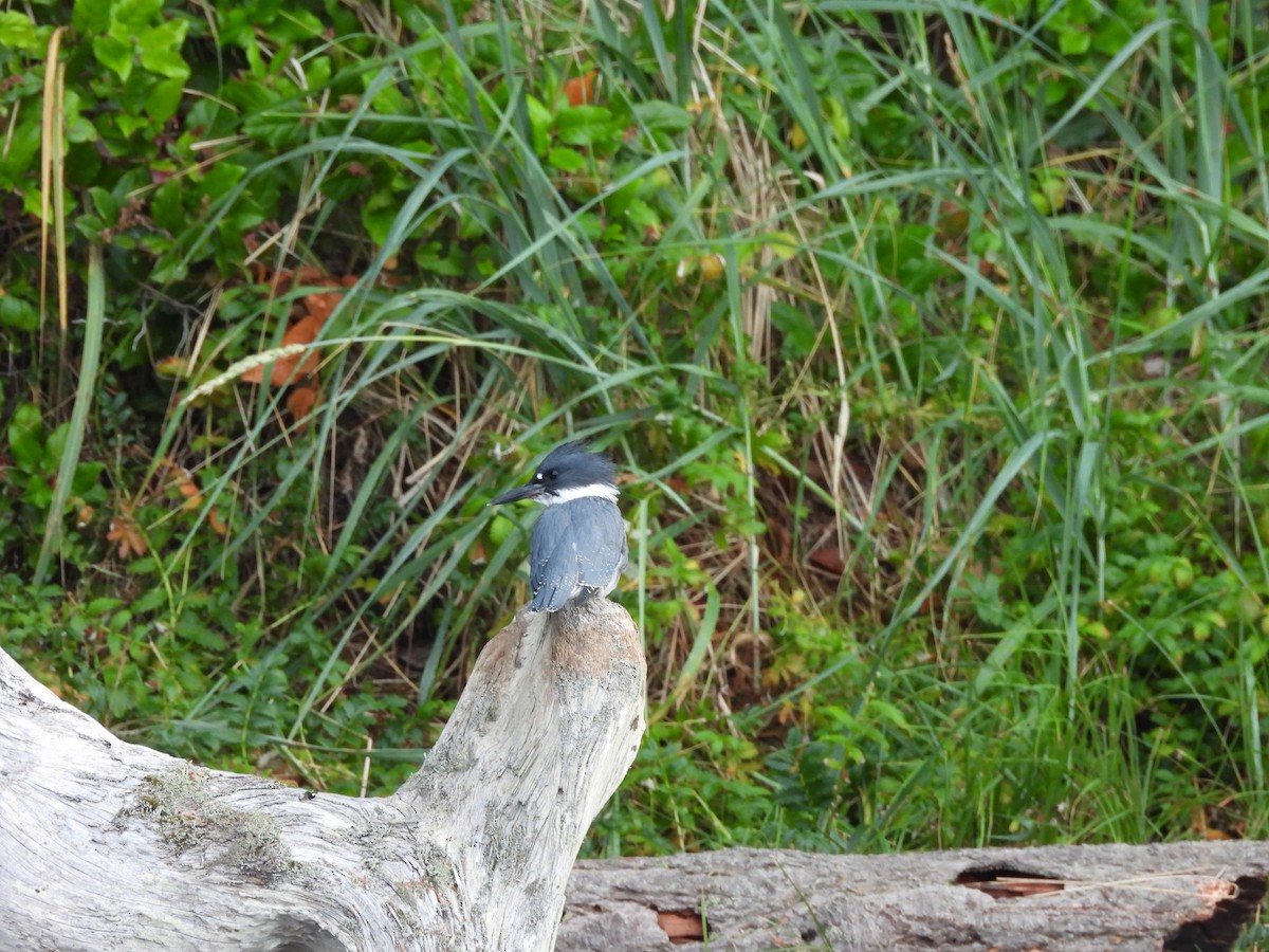 Belted Kingfisher - ML640504343