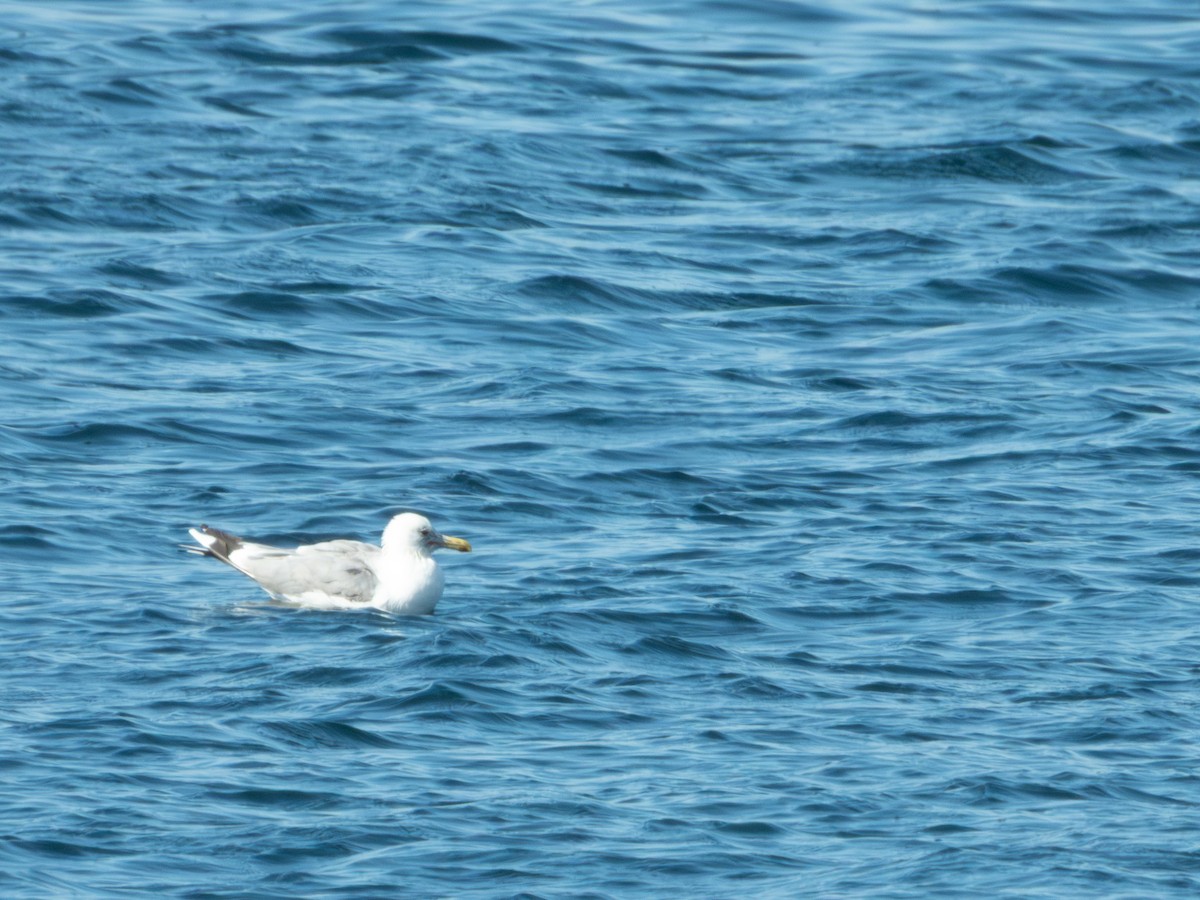 goéland ou mouette sp. - ML640504367