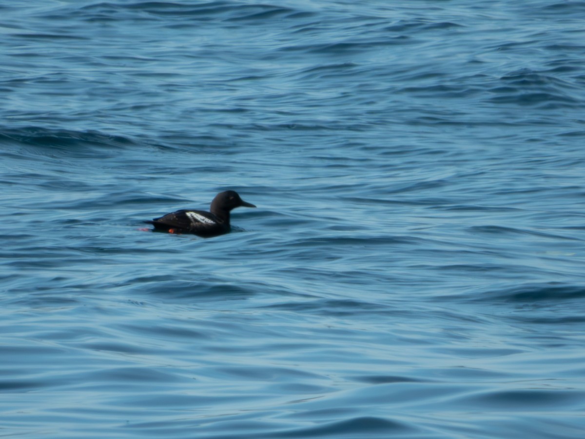 Guillemot colombin - ML640504369