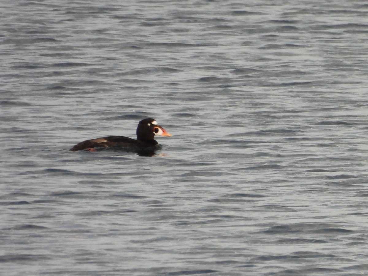Surf Scoter - ML640504382