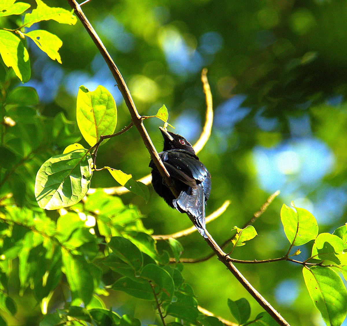 Balicassiao - ML640504394