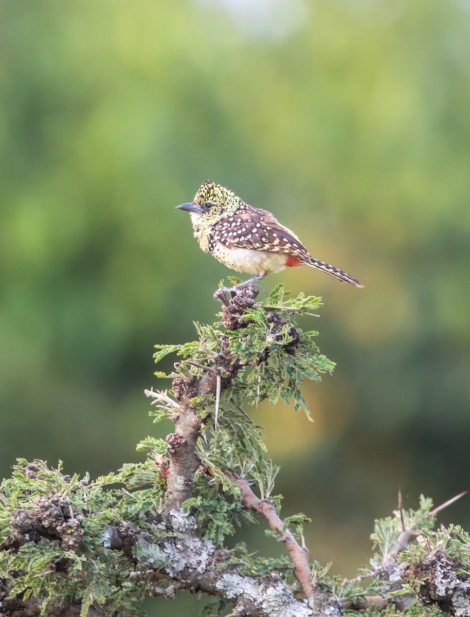 D'Arnaud's Barbet (Usambiro) - ML640504407