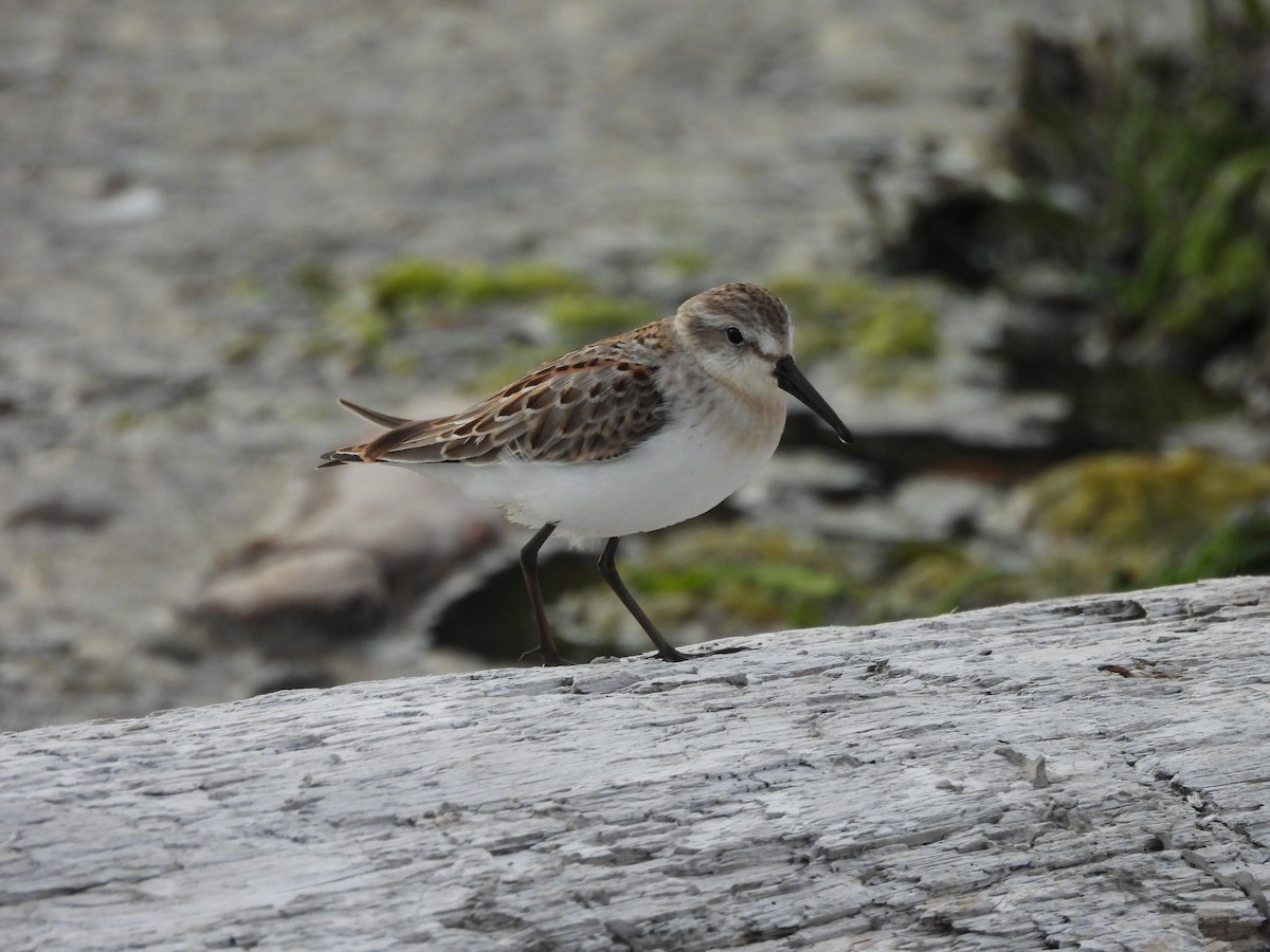 西濱鷸 - ML640504455