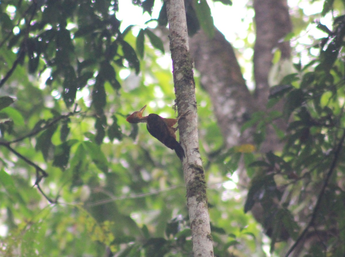 Orange-backed Woodpecker - ML640504632