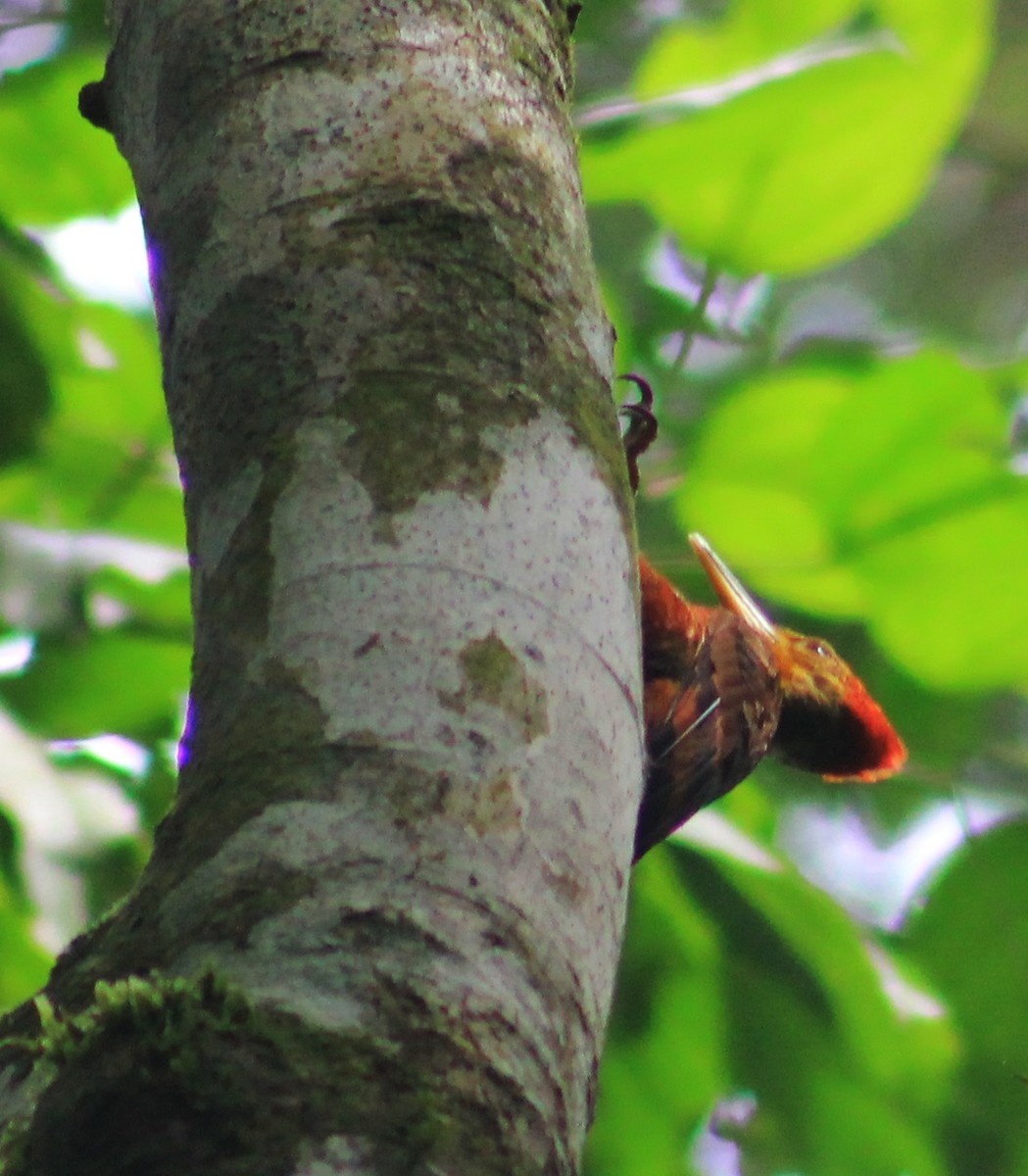 Orange-backed Woodpecker - ML640504633