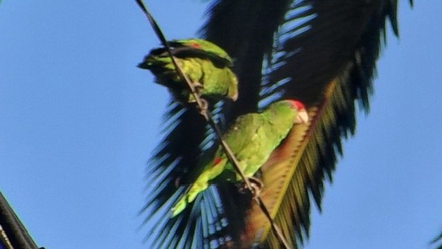 Amazone à joues vertes - ML640504676