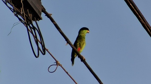 Amazone à joues vertes - ML640504677