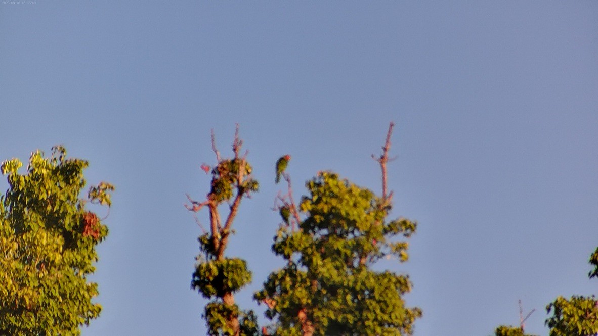 Amazone à joues vertes - ML640504678