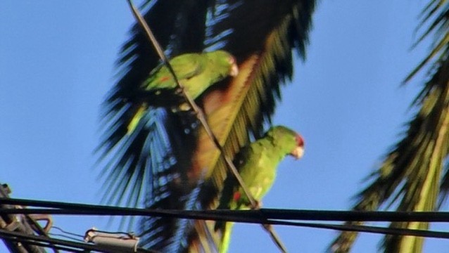 Amazone à joues vertes - ML640504682
