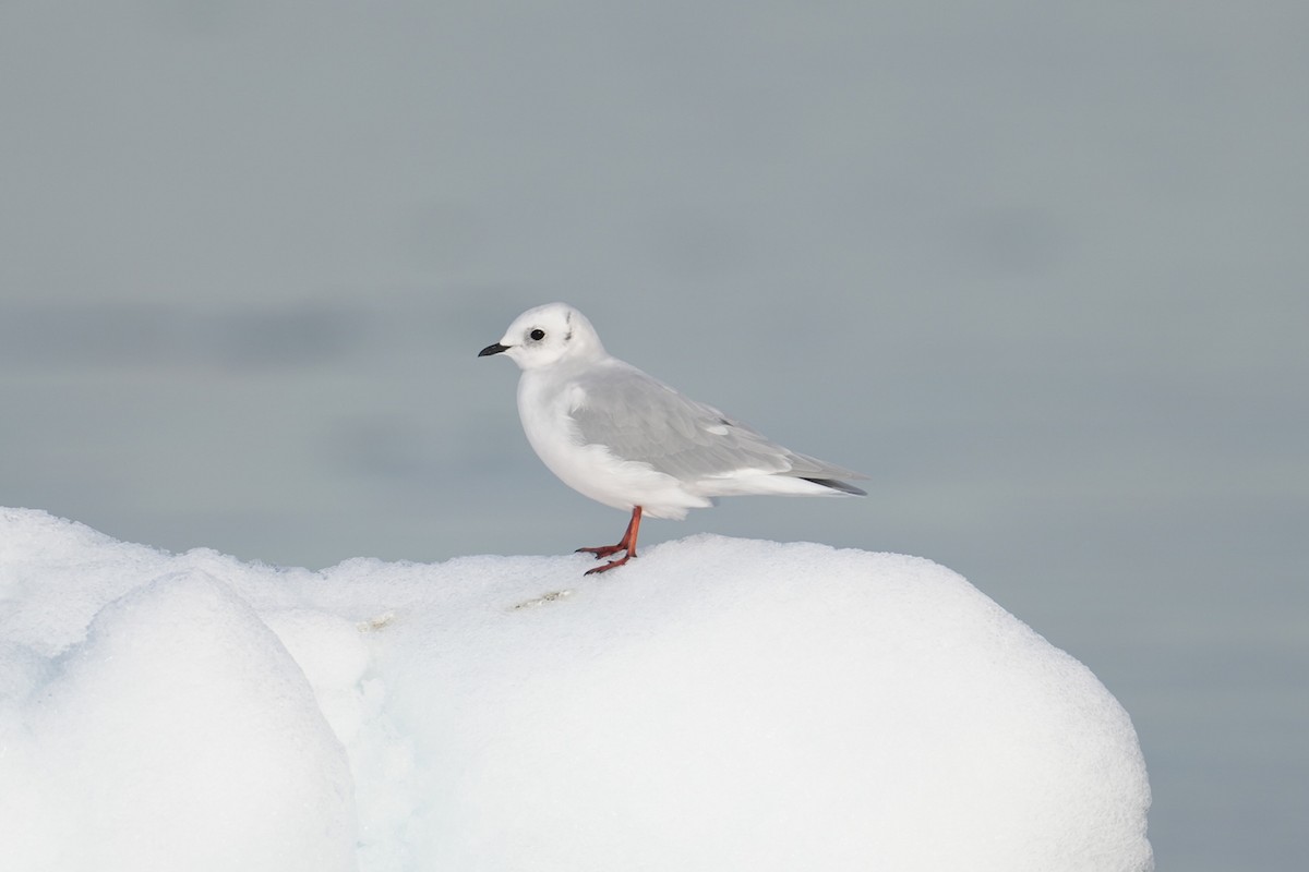 Ross's Gull - ML640504686
